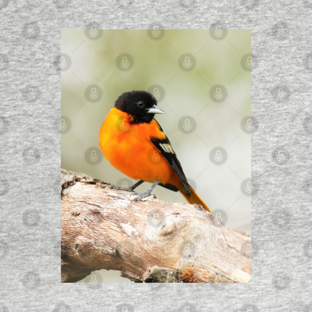 Baltimore Oriole Portrait by BirdsnStuff
