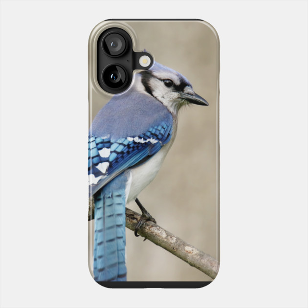 Portrait of a Blue Jay Phone Case by BirdsnStuff