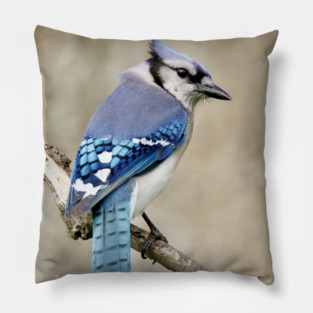 Portrait of a Blue Jay Pillow