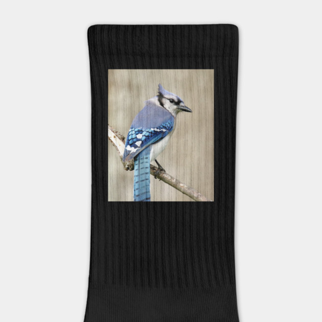 Portrait of a Blue Jay by BirdsnStuff