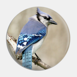 Portrait of a Blue Jay Pin