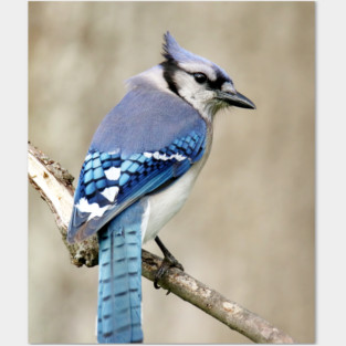 Portrait of a Blue Jay Posters and Art