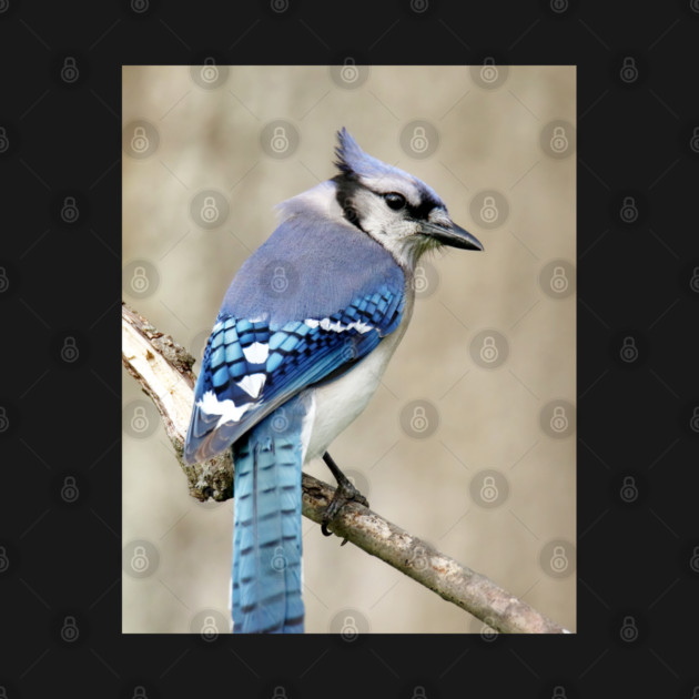 Portrait of a Blue Jay by BirdsnStuff