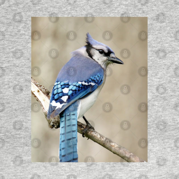 Portrait of a Blue Jay by BirdsnStuff