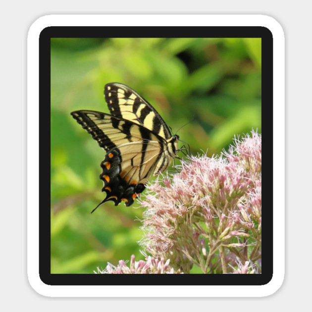 Butterfly on pink purple flowers Magnet by BirdsnStuff