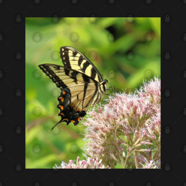 Butterfly on pink purple flowers by BirdsnStuff