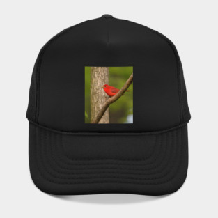 Summer Tanager Hat