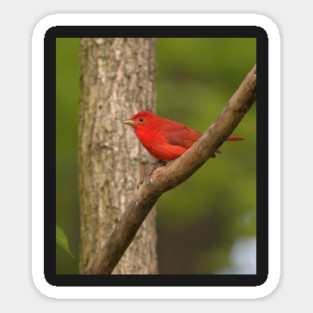 Summer Tanager Magnet