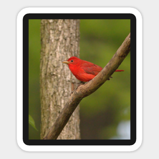 Summer Tanager Magnet by BirdsnStuff