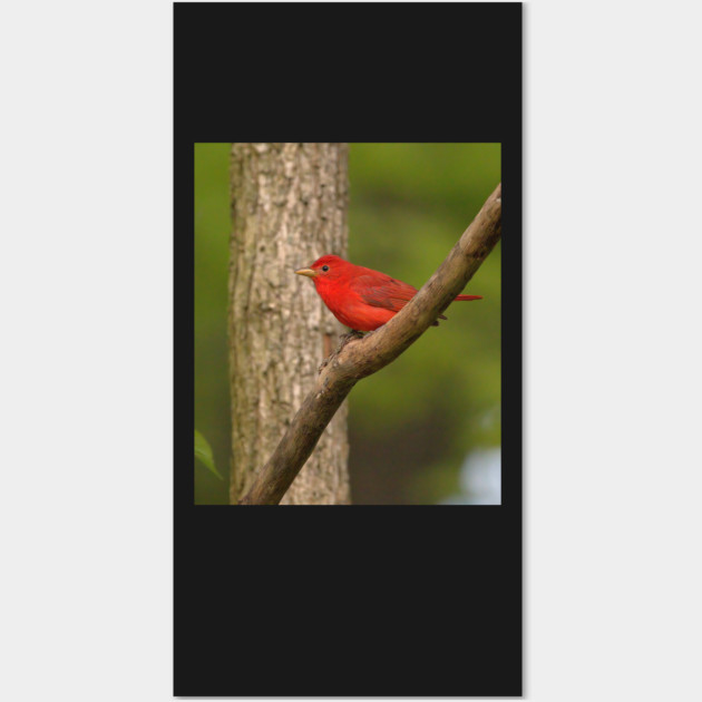 Summer Tanager Wall Art by BirdsnStuff