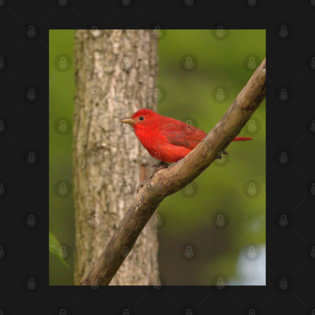 Summer Tanager by BirdsnStuff