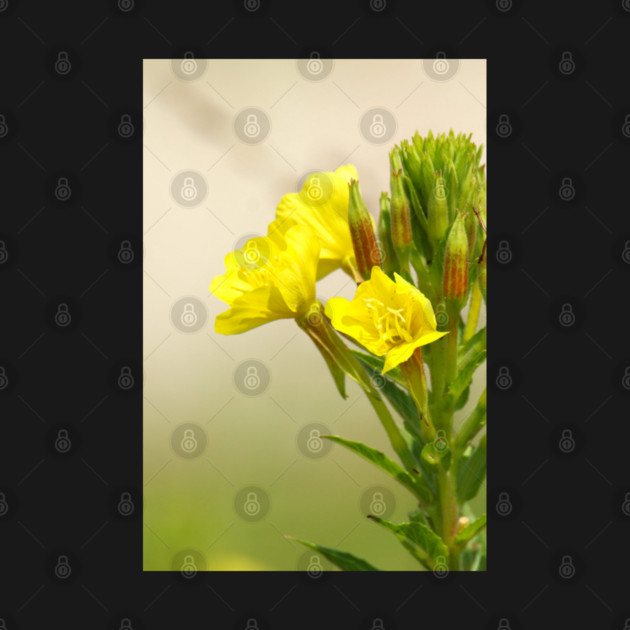 Yellow Wildflowers by BirdsnStuff