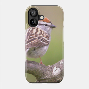 Chipping Sparrow on a big curled tree branch Phone Case