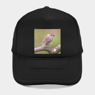 Chipping Sparrow on a big curled tree branch Hat