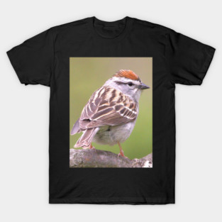 Chipping Sparrow on a big curled tree branch T-Shirt
