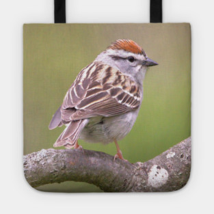 Chipping Sparrow on a big curled tree branch Tote