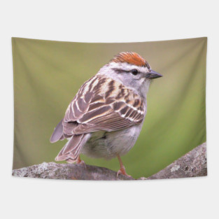 Chipping Sparrow on a big curled tree branch Tapestry