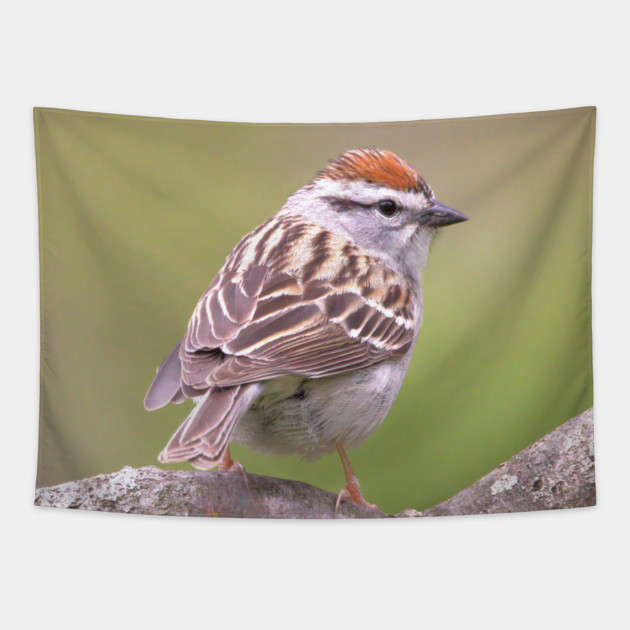 Chipping Sparrow on a big curled tree branch Tapestry by BirdsnStuff