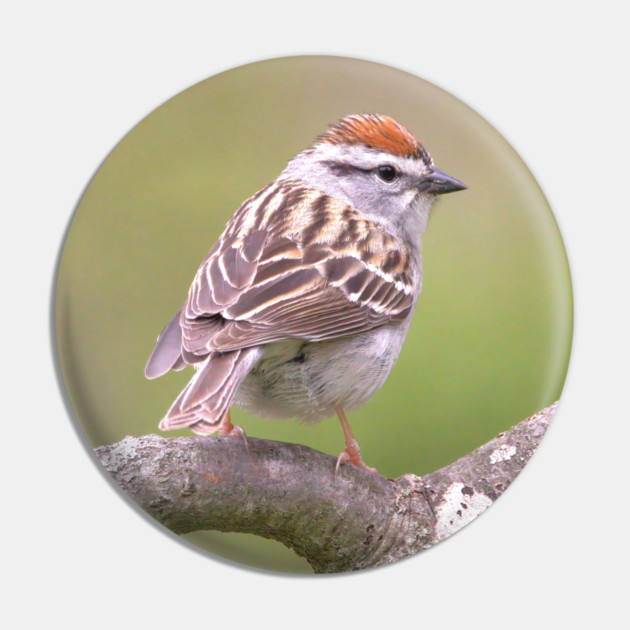 Chipping Sparrow on a big curled tree branch Pin by BirdsnStuff