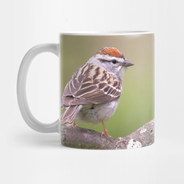 Chipping Sparrow on a big curled tree branch by BirdsnStuff