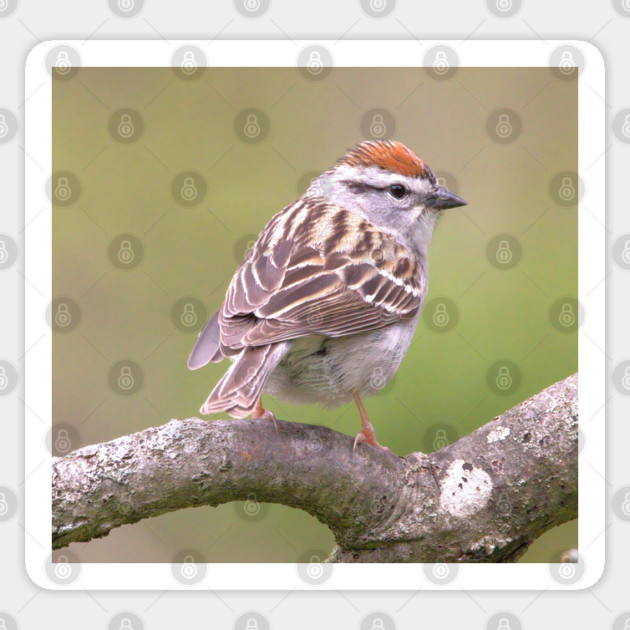 Chipping Sparrow on a big curled tree branch Sticker by BirdsnStuff
