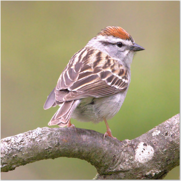 Chipping Sparrow on a big curled tree branch Wall Art by BirdsnStuff