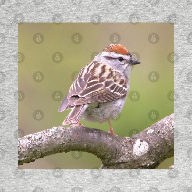 Chipping Sparrow on a big curled tree branch by BirdsnStuff
