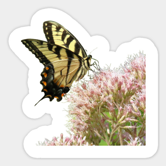 Butterfly on pink flowers with no background Magnet by BirdsnStuff