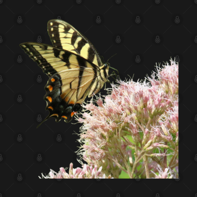 Butterfly on pink flowers with no background by BirdsnStuff