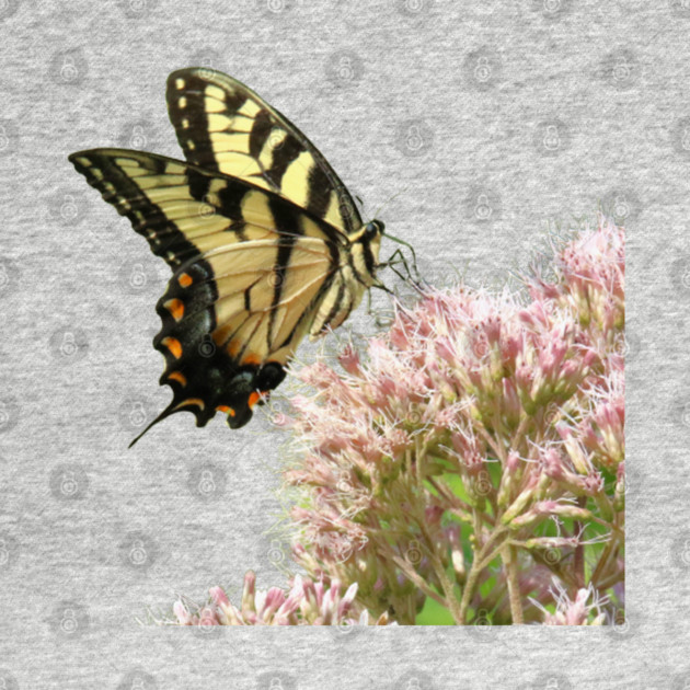 Butterfly on pink flowers with no background by BirdsnStuff
