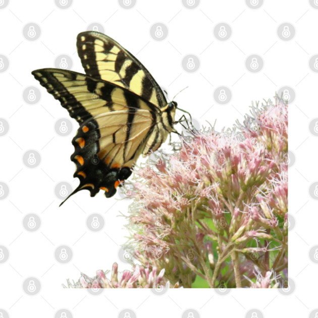Butterfly on pink flowers with no background by BirdsnStuff