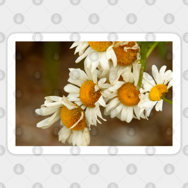 Giant Sunflowers Sticker by BirdsnStuff