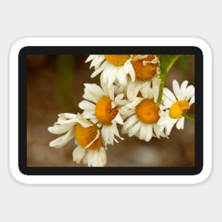 Giant Sunflowers Magnet