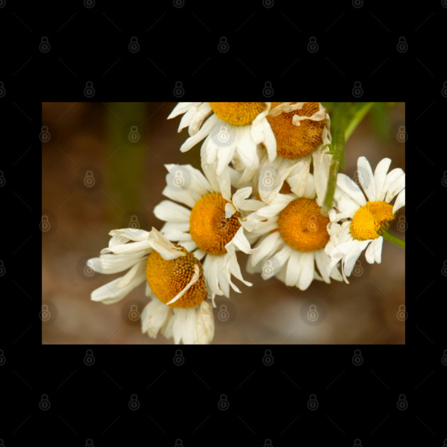 Giant Sunflowers by BirdsnStuff