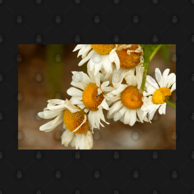 Giant Sunflowers by BirdsnStuff