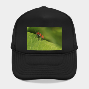Red and black beetle on a leaf Hat