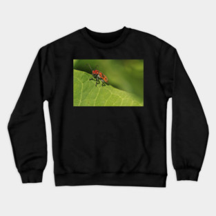 Red and black beetle on a leaf Crewneck Sweatshirt
