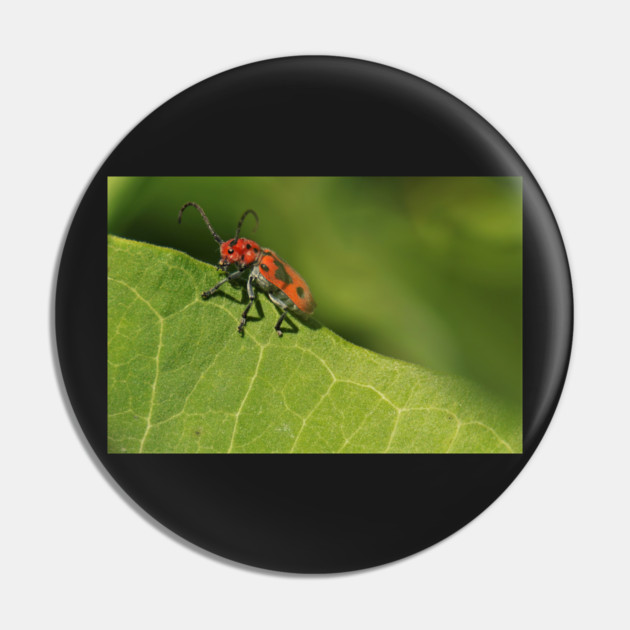 Red and black beetle on a leaf Pin by BirdsnStuff