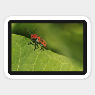 Red and black beetle on a leaf Magnet