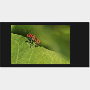 Red and black beetle on a leaf Posters and Art