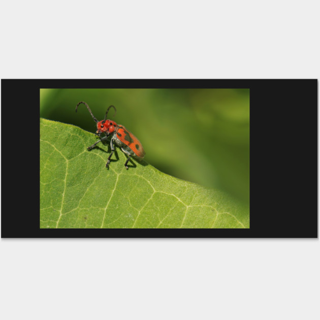 Red and black beetle on a leaf Wall Art by BirdsnStuff