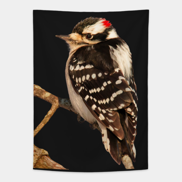 Downy Woodpecker with no background Tapestry by BirdsnStuff