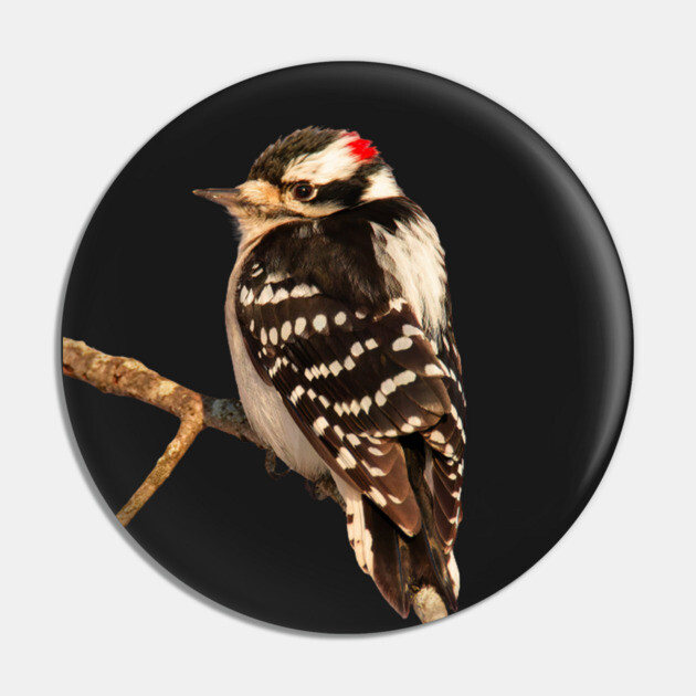 Downy Woodpecker with no background Pin by BirdsnStuff
