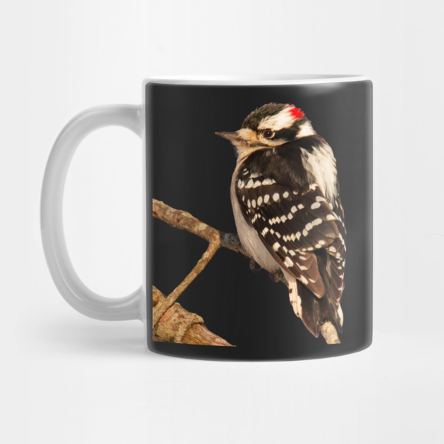 Downy Woodpecker with no background by BirdsnStuff