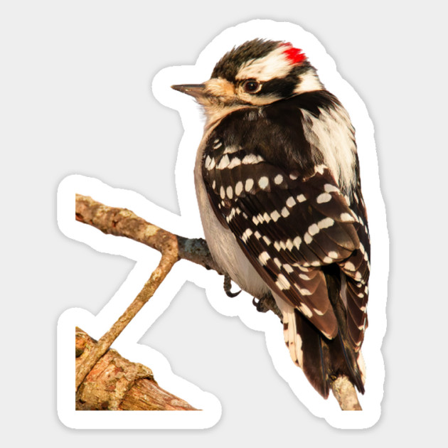 Downy Woodpecker with no background Magnet by BirdsnStuff