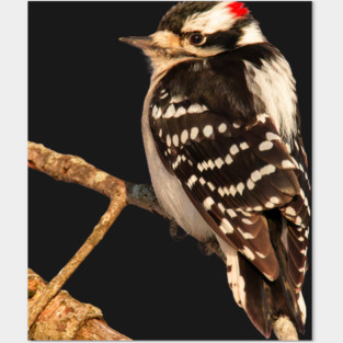 Downy Woodpecker with no background Posters and Art