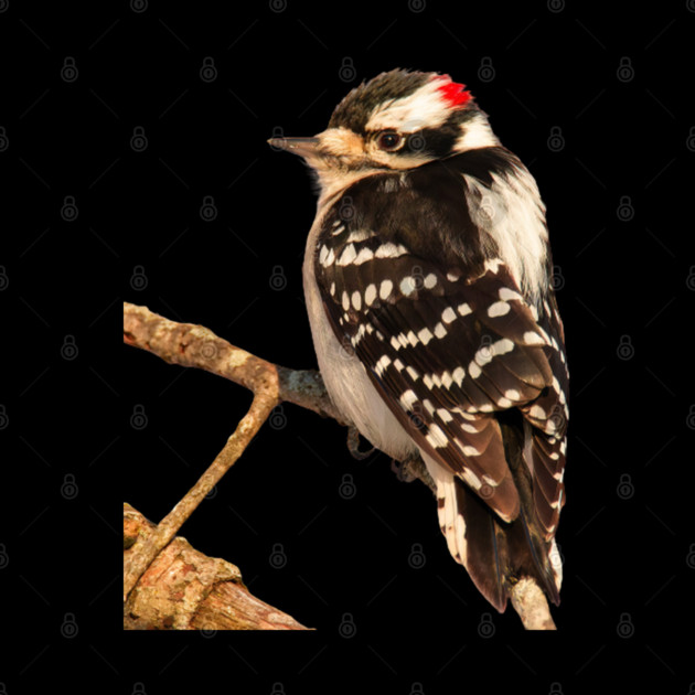 Downy Woodpecker with no background by BirdsnStuff