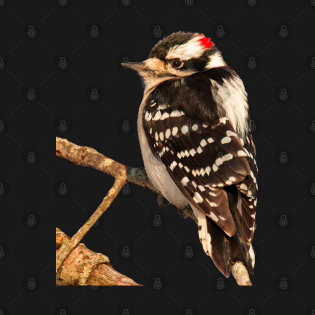 Downy Woodpecker with no background by BirdsnStuff