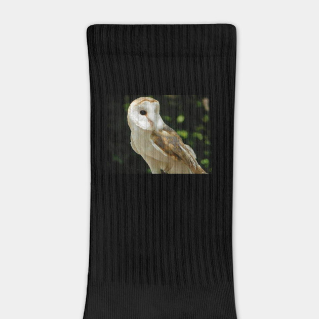 European Barn Owl by BirdsnStuff