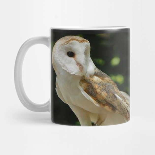 European Barn Owl by BirdsnStuff